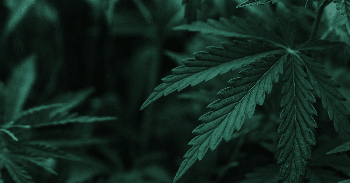 Follow The Leader – The Route To Successful Cannabis Trademark Registration